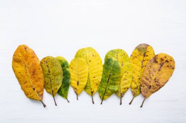 Kaju yeşil ve sarı yaprakları beyaz arka plan üzerinde. Polisle