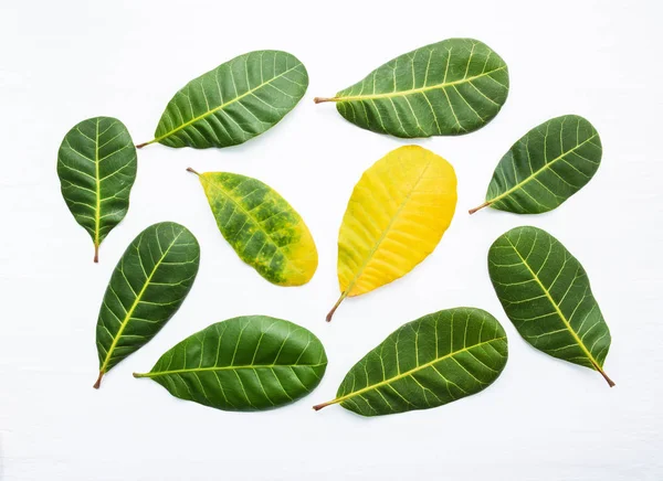 Groene en gele bladeren van Cashew op witte achtergrond. isoleren — Stockfoto