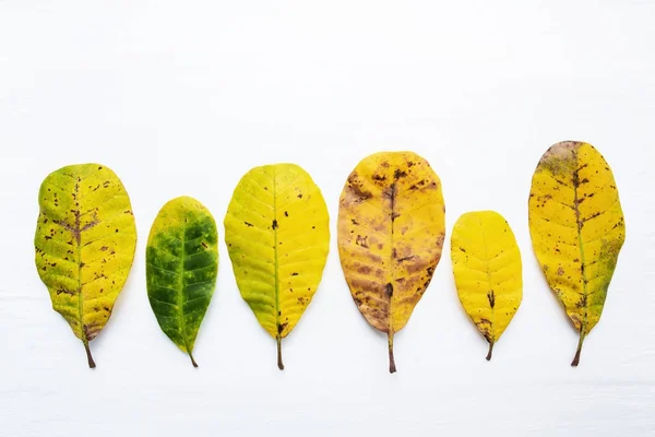 Zielone i żółte liście nerkowca na białym tle. Z cop — Zdjęcie stockowe