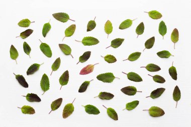 Kutsal fesleğen yaprakları üzerinde beyaz .