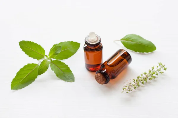 Santo aceite esencial de albahaca con hojas . — Foto de Stock