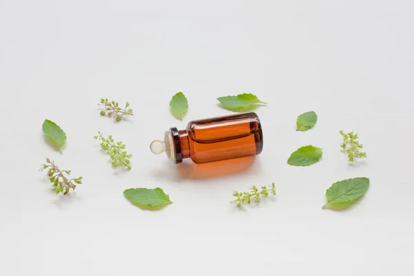 Santo aceite esencial de albahaca con hojas . — Foto de Stock