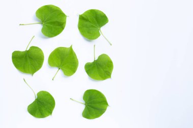 Yeşil yaprakları kalp beyaz şeklinde. 