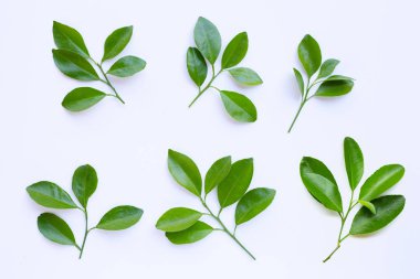 Narenciye beyaz bir arka plan üzerinde daire bırakır.