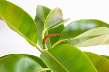 Yeşil kauçuk yapraklar beyazda