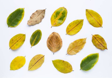 Beyaz üzerine yeşil sarı yapraklar ve kuru yapraklar