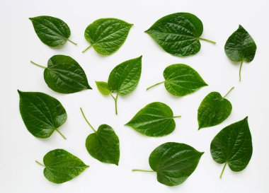 Beyaz arka planda Piper sarmentosum ya da Wildbetal yaprak