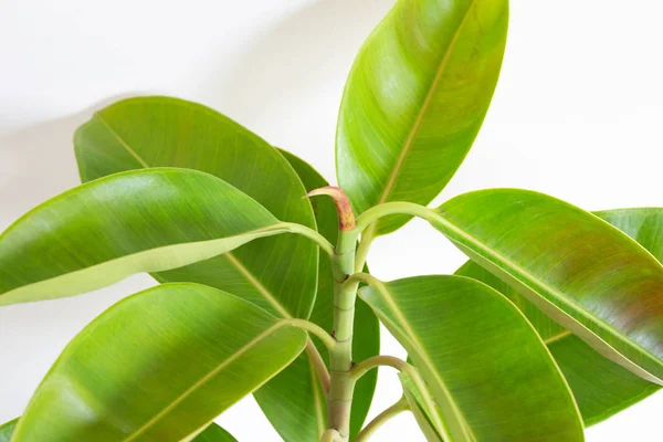 Green rubber plant leaves on white