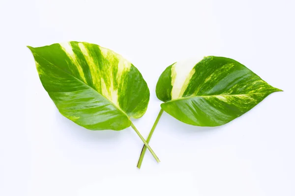 Golden pothos or devil\'s ivy leaves on white