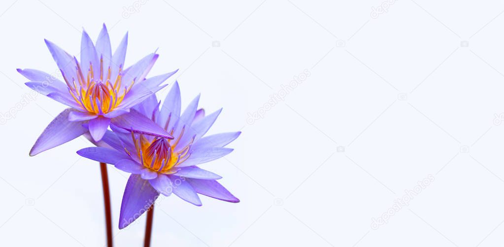 Purple water lilies, Violet lotus blooming on white background. 