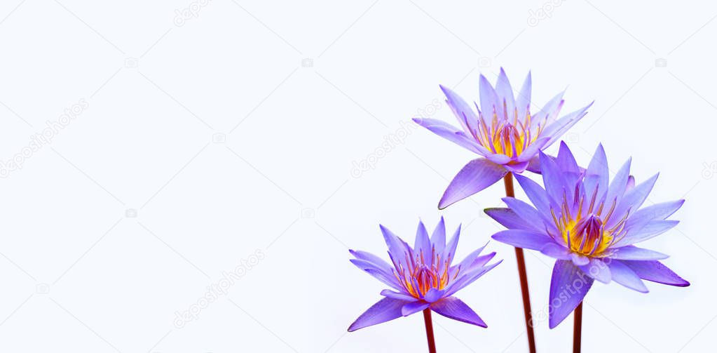 Purple water lilies, Violet lotus blooming on white background. 