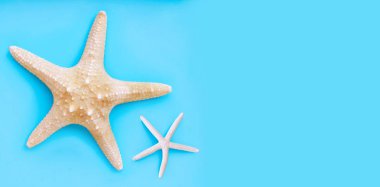 Mavi arka planda iki denizyıldızı. Kopyalama alanı olan üst görünüm