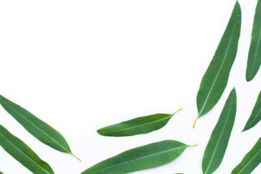 Beyaz arkaplanda okaliptüs yaprakları.