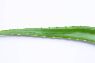 Aloe Vera Beyaz Arkaplanda.