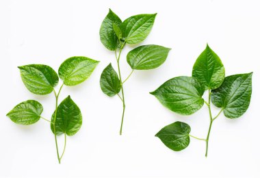 Beyaz arka planda Piper sarmentosum ya da Wildbetal yaprak