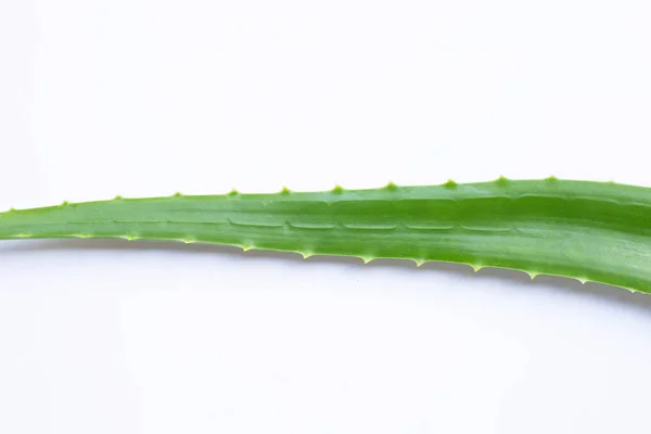 Aloe Vera Di Latar Belakang Putih. — Stok Foto