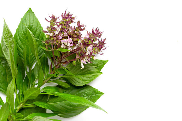 Sweet Basil leaves with flower on white 