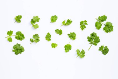 beyaz taze kişniş yaprakları.