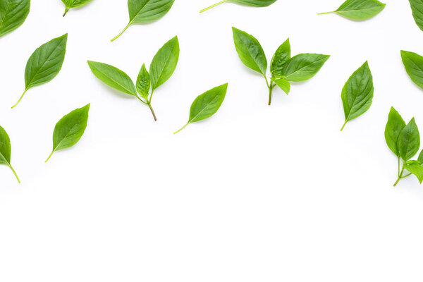 Sweet Basil leaves on white 