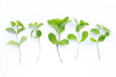 Beyaz arkaplanda taze nane yaprakları.