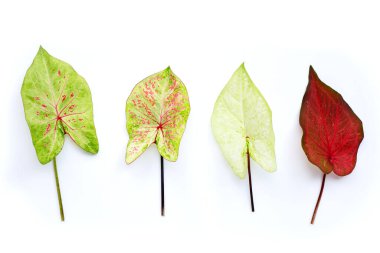 Beyaz arkaplanda Caladium bicolor yaprakları.