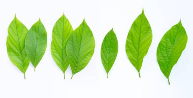 Beyaz arkaplanda Avokado yaprakları.