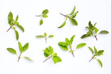 Beyaz arka plan üzerinde taze kutsal fesleğen yaprağı.