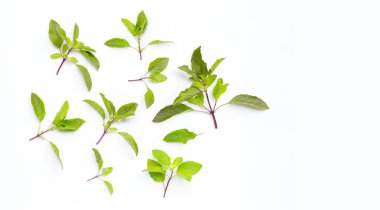 Beyaz arka planda taze kutsal fesleğen yaprakları. Kopyalama alanı