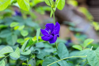 Mor kelebek çiçekleri çiçek açıyor, yeşil yapraklarla kaplanıyor..