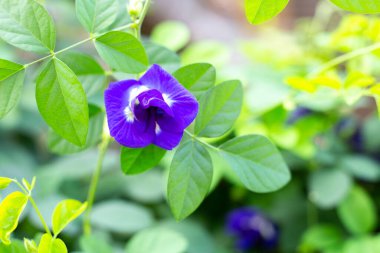 Mavi kelebek açan bezelye çiçeği, yeşil bırakılan arkaplanı kapat..
