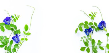 Beyaz arka plan üzerinde yaprakları ile Kelebek bezelye çiçek. Üstte görüntü