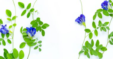 Beyaz arka plan üzerinde yaprakları ile Kelebek bezelye çiçek. Üstte görüntü