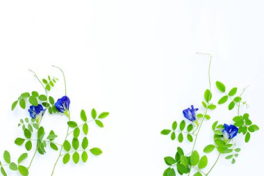 Beyaz arka plan üzerinde yaprakları ile Kelebek bezelye çiçek. Üstte görüntü