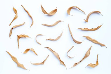 Beyaz arkaplanda okaliptüs kuru yaprakları.