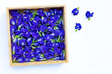 Beyaz arka planda açan mavi kelebek bezelyesi çiçeği..