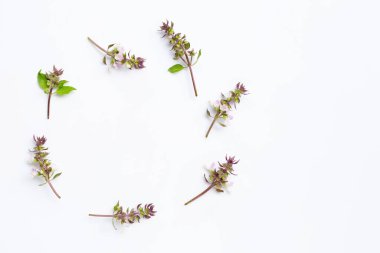 Beyaz arka planda tatlı Basil çiçek çemberi. Boşluğu kopyala