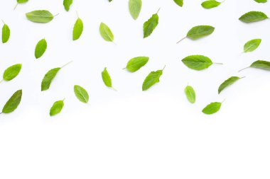 Beyaz arka planda taze kutsal fesleğen yaprakları. Kopyalama alanı