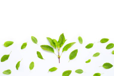 Beyaz arka planda taze kutsal fesleğen yaprakları. Kopyalama alanı