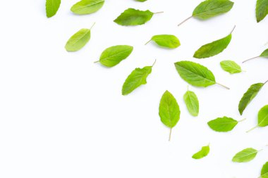 Beyaz arka plan üzerinde taze kutsal fesleğen yaprağı.