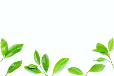 Beyaz arka planda citrus yaprakları. Boşluğu kopyala