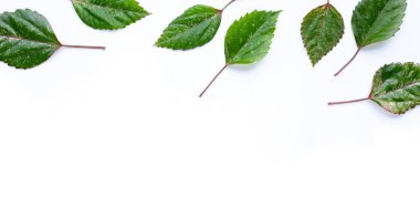 Hibiscus çiçeği beyaz arkaplanda yapraklar bırakır. Boşluğu kopyala