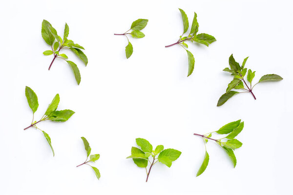 Fresh holy basil  leaves circle on white background. Copy space