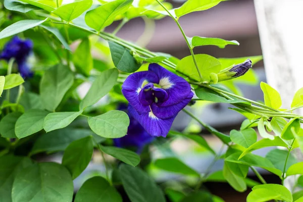 Фиолетовый Цветок Бабочки Цветущий Горох Закрыть Зеленым Фоном Оставить — стоковое фото