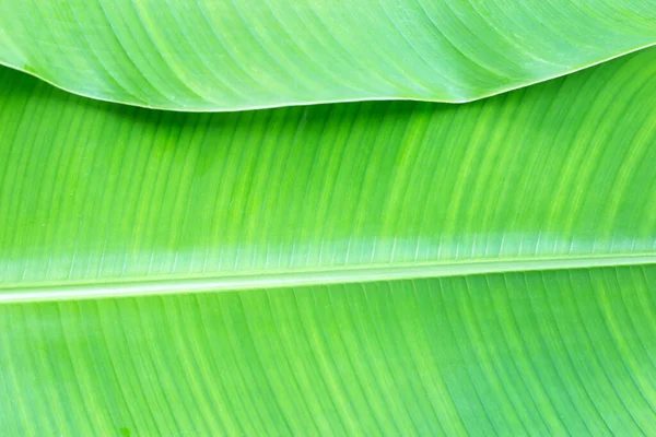 Sfondo Foglia Banana Tropicale Texture Foglia Verde Banana — Foto Stock
