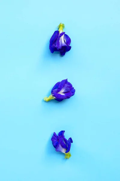 Flor Guisante Mariposa Azul Sobre Fondo Azul — Foto de Stock