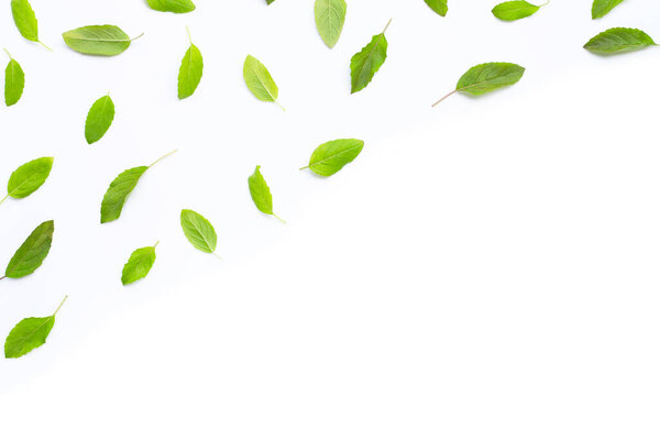 Fresh holy basil  leaves on white background. Copy space