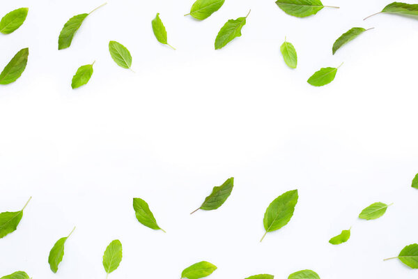Fresh holy basil  leaves on white background. Copy space
