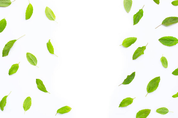 Fresh holy basil  leaves on white background. Copy space