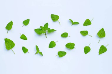 Melissa limon merhemi beyaz arka planda taze yapraklar.