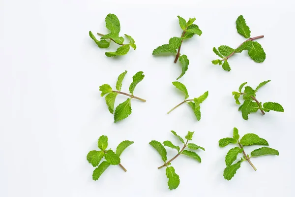 Fresh Mint Leaves White Background Copy Space — Stock Photo, Image